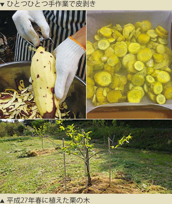 ひとつひとつ手作業で皮剥きするさつまいもと、平成27年春に植えた栗の木